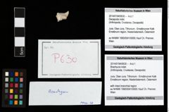 Foto (Objekt + Etikett) von Brachyura indet.  (NHMW-GEO-2014-0194-0630)